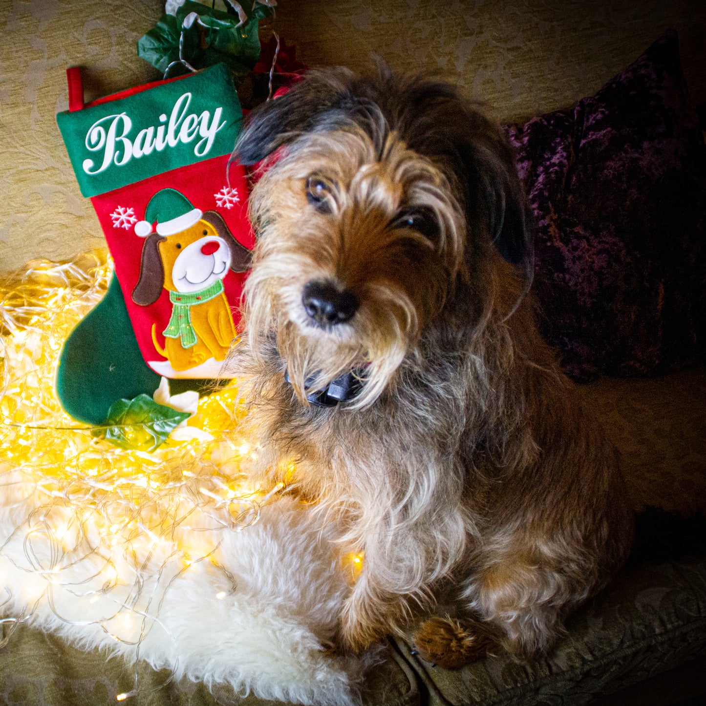 Happy Dog with his Personalised Christmas Stocking